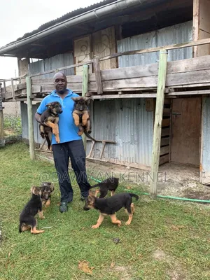 1-3 months Female Purebred German Shepherd