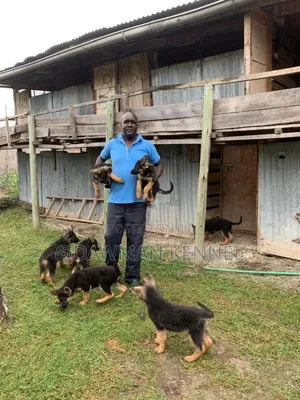 1-3 months Female Purebred German Shepherd