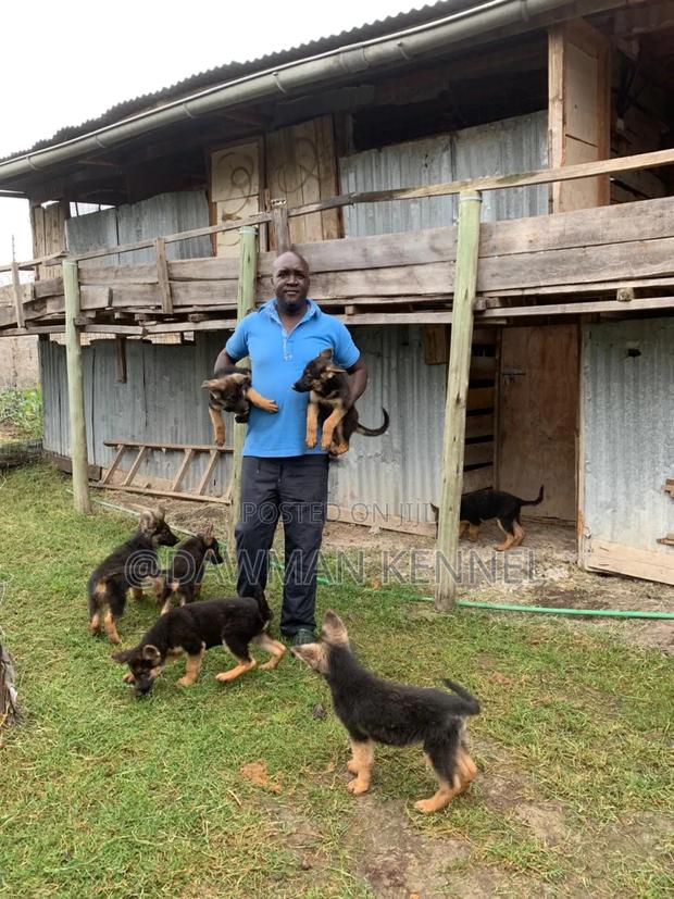 1-3 months Female Purebred German Shepherd - thumbnail 2