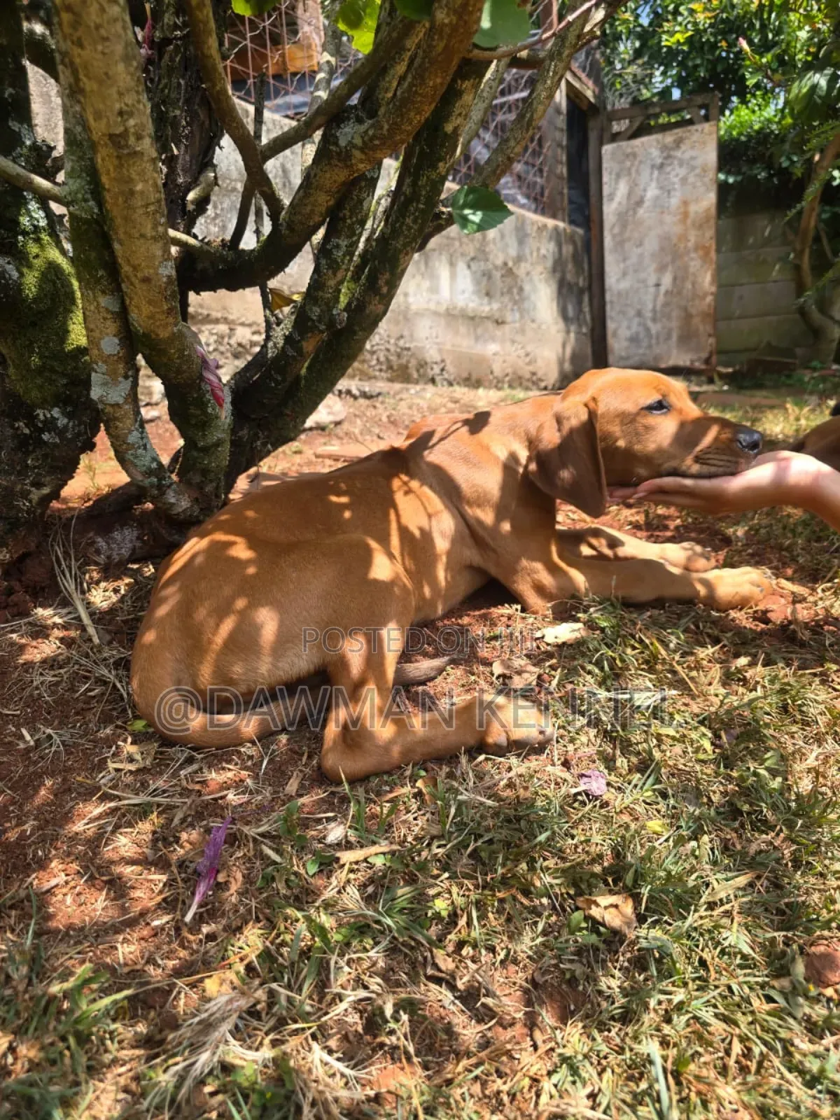 1-3 months Male Purebred Rhodesian Ridgeback