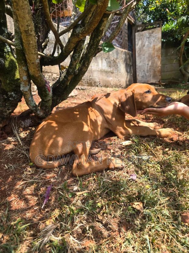 1-3 months Male Purebred Rhodesian Ridgeback - main view