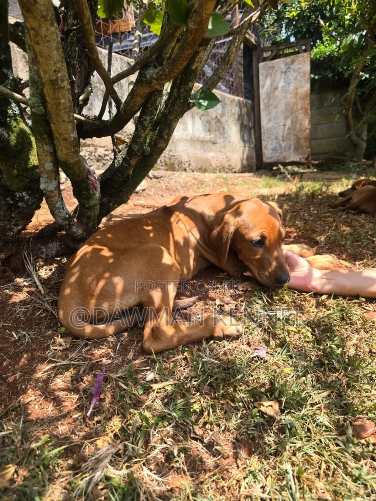 1-3 months Male Purebred Rhodesian Ridgeback