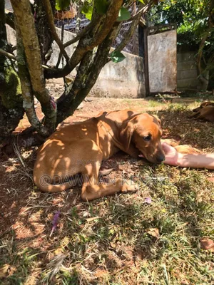 1-3 months Male Purebred Rhodesian Ridgeback
