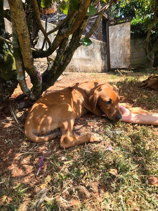 1-3 months Male Purebred Rhodesian Ridgeback - thumbnail 2