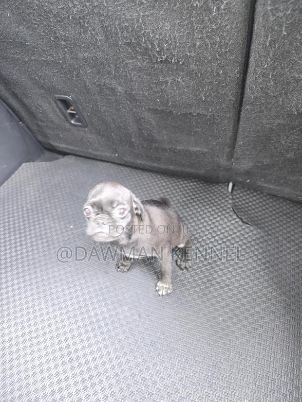 1-3 months Male Purebred Pug - main view