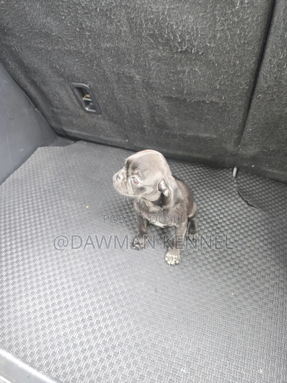 1-3 months Male Purebred Pug