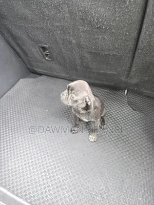 1-3 months Male Purebred Pug
