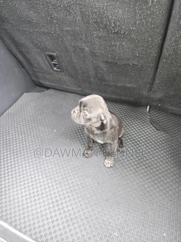 1-3 months Male Purebred Pug - thumbnail 2