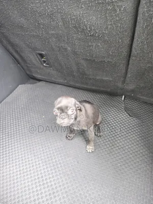 1-3 months Male Purebred Pug