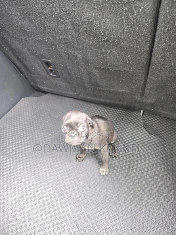 1-3 months Male Purebred Pug - thumbnail 3