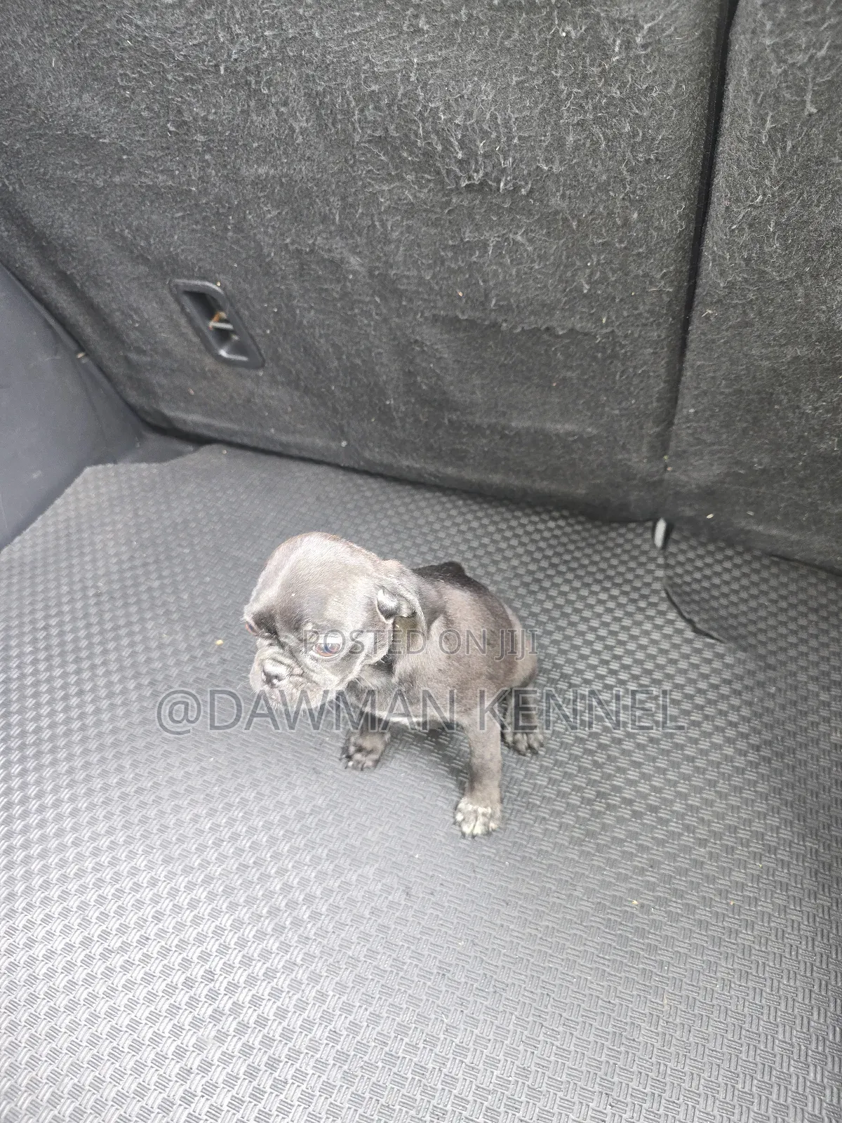 1-3 months Male Purebred Pug