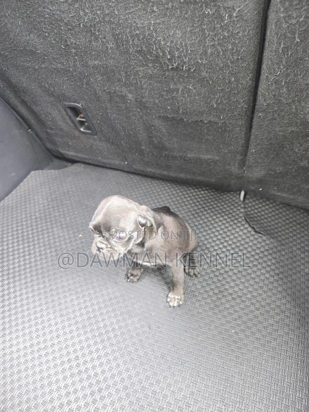 1-3 months Male Purebred Pug - thumbnail 4