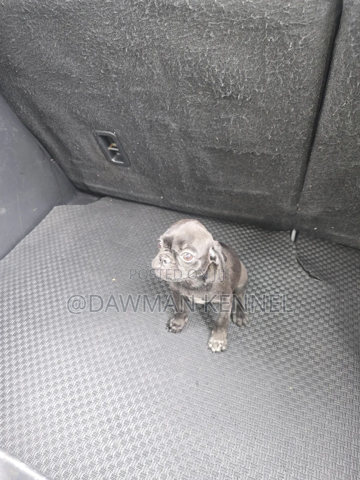 1-3 months Male Purebred Pug