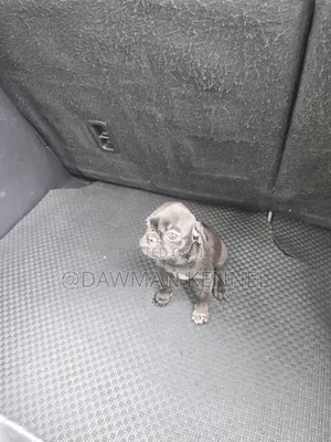 1-3 months Male Purebred Pug