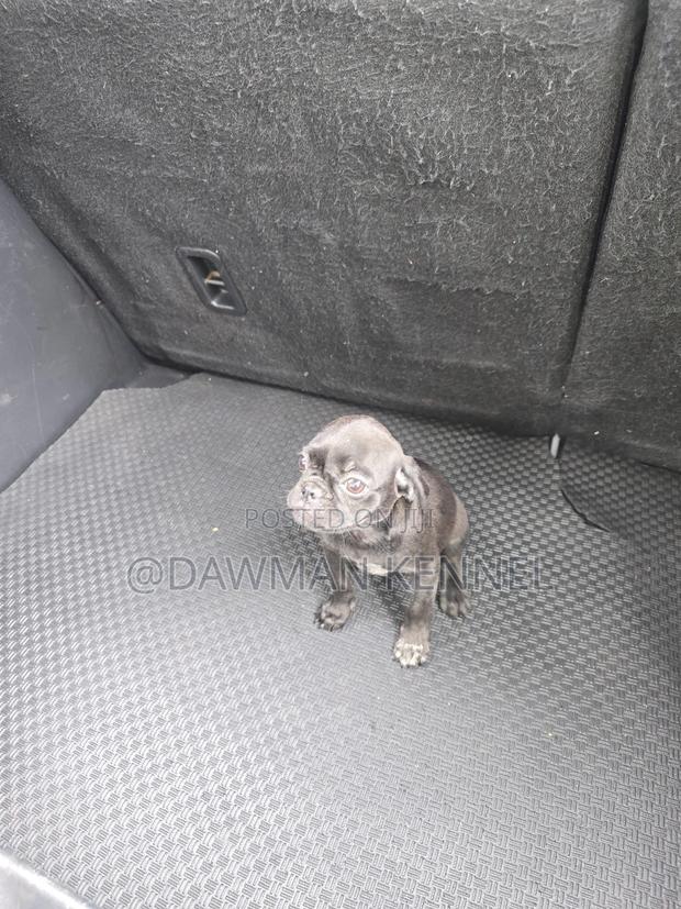 1-3 months Male Purebred Pug - thumbnail 5