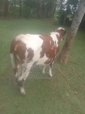 Young Afarmer