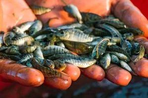 Affordable Fish Fingerlings for Agribusiness Beginners - main view