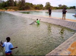 Fishpond Farming That Gives Health Diet and Wealth