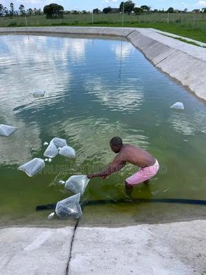 Fishpond Farming for Varieties of Fish Species.