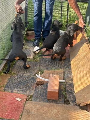 1-3 months Female Purebred Rottweiler - thumbnail 2