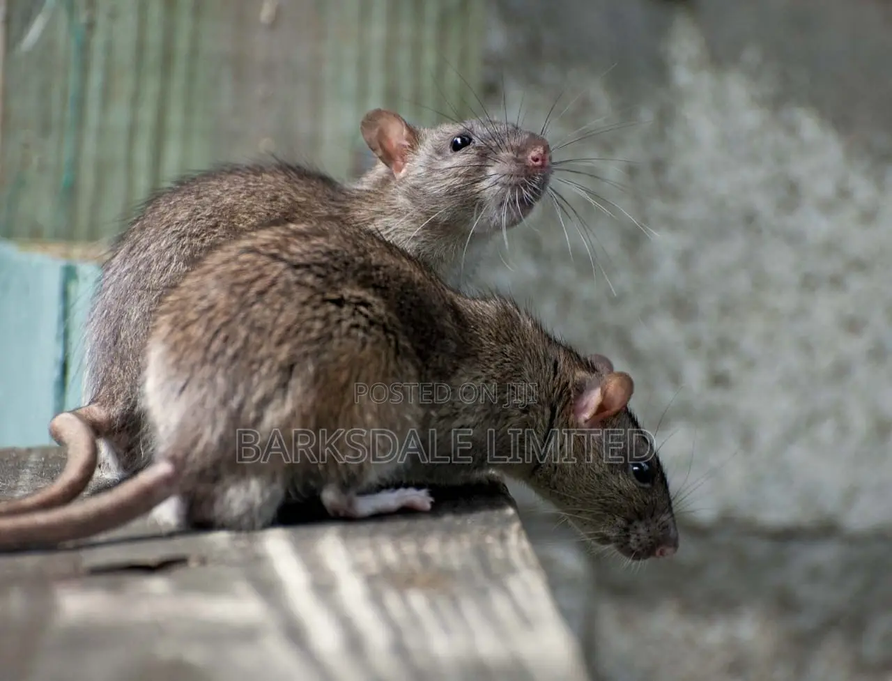 Bedbug Pest Control Cockroaches Insects Fumigation Cleaning