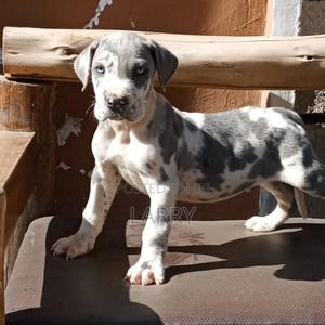 1-3 months Male Purebred Great Dane - thumbnail 2