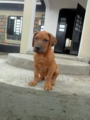 1-3 months Male Purebred Boerboel