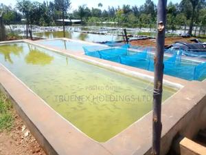 Fishpond Construction That Guarantees Food Sustainability - main view