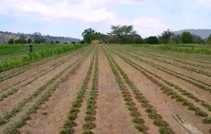 Drip Irrigation for Food Sustainability - main view