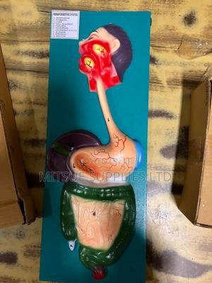 Model Digestive on Board 9X14" for Light Education - main view