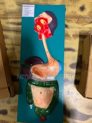 Model Digestive on Board 9X14" for Light Education