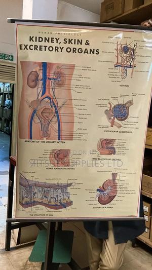Chart Human Excretory, Skin Kidney for Education - thumbnail 2