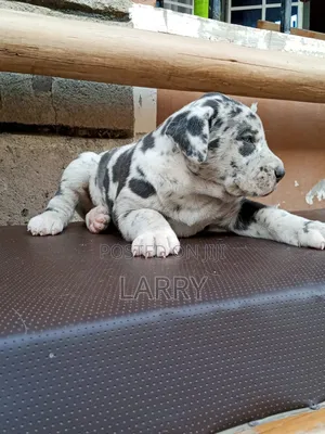 1-3 months Male Purebred Great Dane