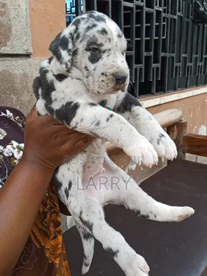 1-3 months Male Purebred Great Dane