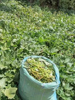 Super Vine K (Sweet Potato Vines) - 200 Cuttings