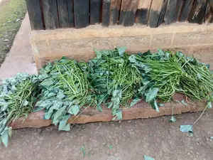 Super Vine K (Sweet Potato Vines) - 200 Cuttings