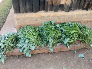 Super Vine K (Sweet Potato Vines) - 200 Cuttings