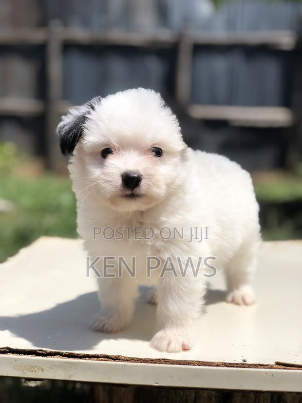 1-3 months Female Purebred Havanese