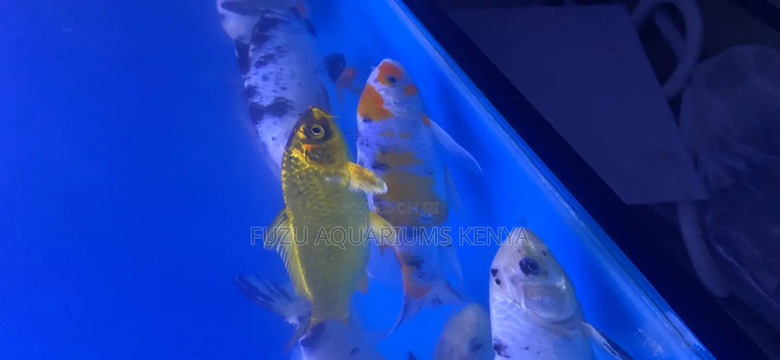 Koi Fish With Long Fins