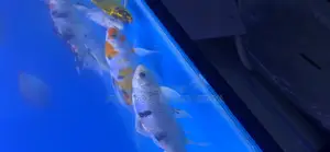 Koi Fish With Long Fins