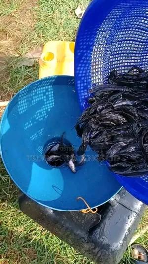 Fish Fingerlings Is Our Core Business - main view