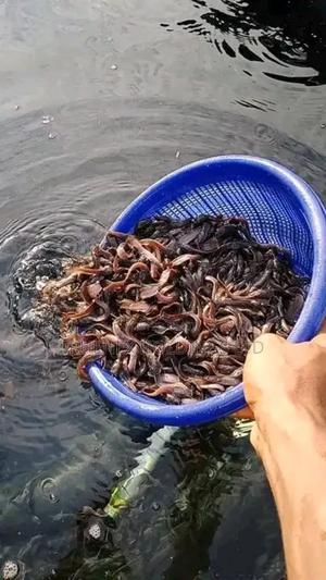 Trusted Home for Fish Fingerlings - main view