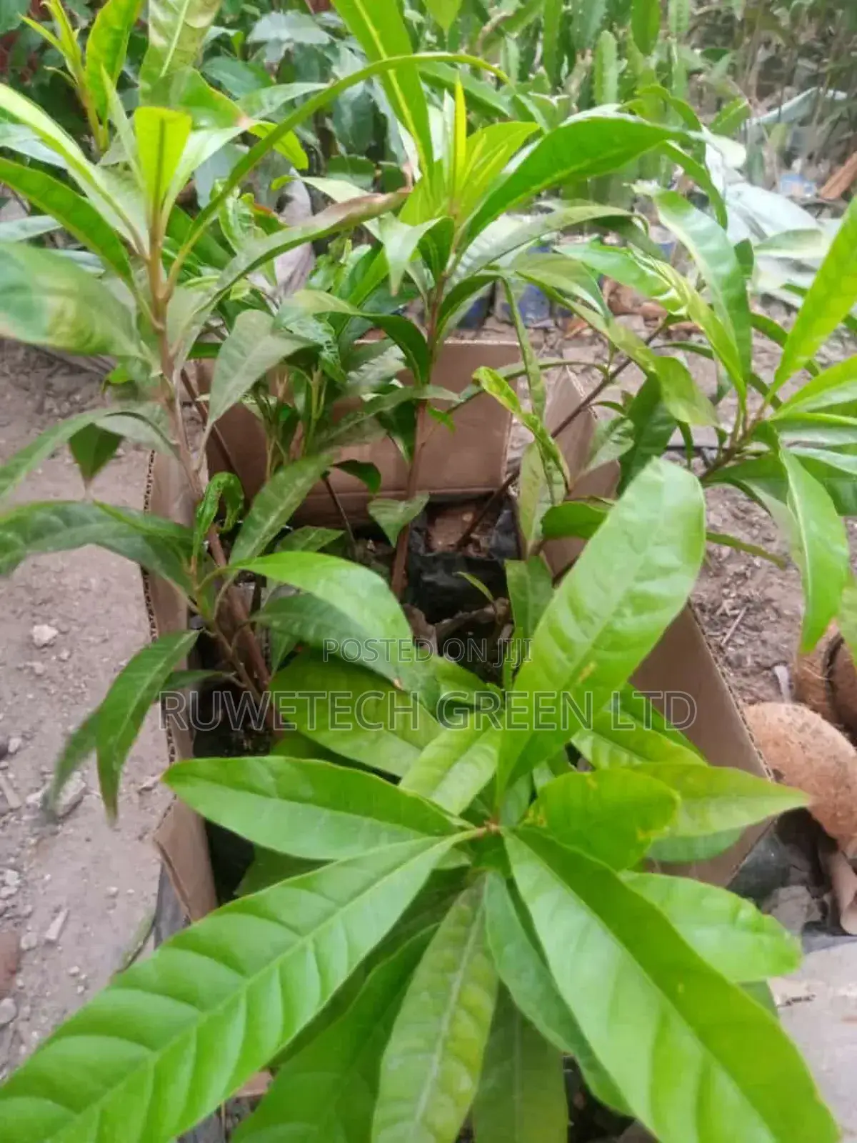Canistel Seedlings
