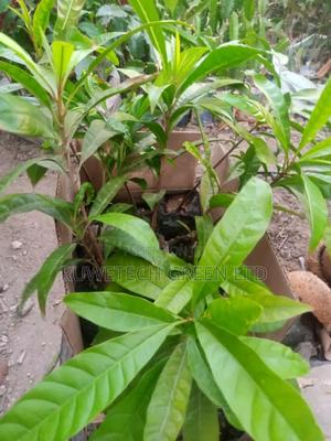 Canistel Seedlings - main view