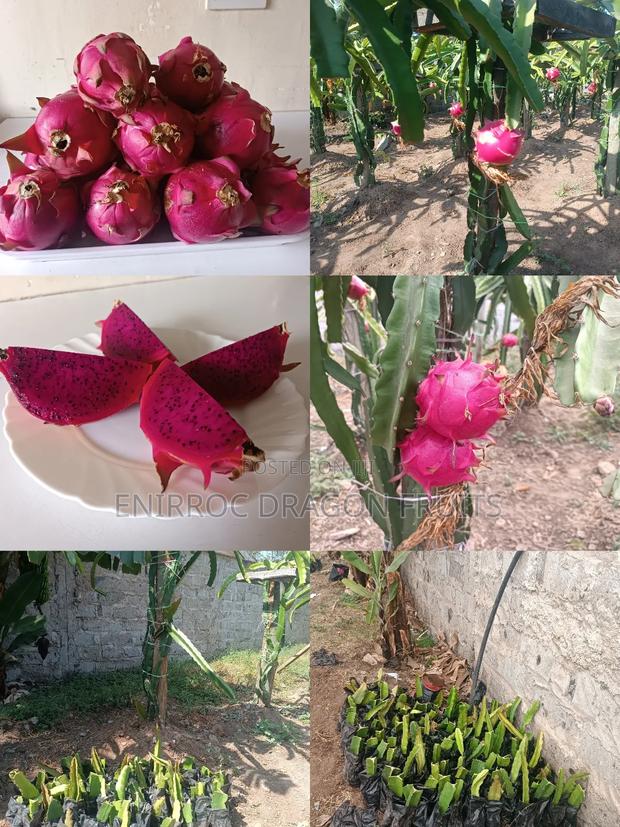 Moroccan Red Dragon Fruits Cuttings - main view