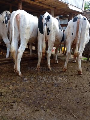 Extra Giant Incalf Heifers