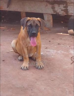 1-3 months Male Purebred Boerboel - thumbnail 2