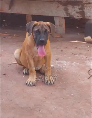 1-3 months Male Purebred Boerboel