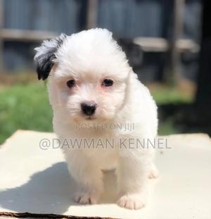 1-3 months Female Purebred Maltese - thumbnail 2
