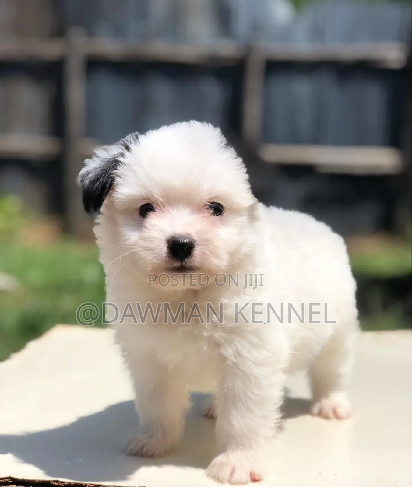 1-3 months Female Purebred Maltese